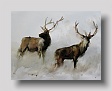 2 stags    watercolour   45 x 55cm